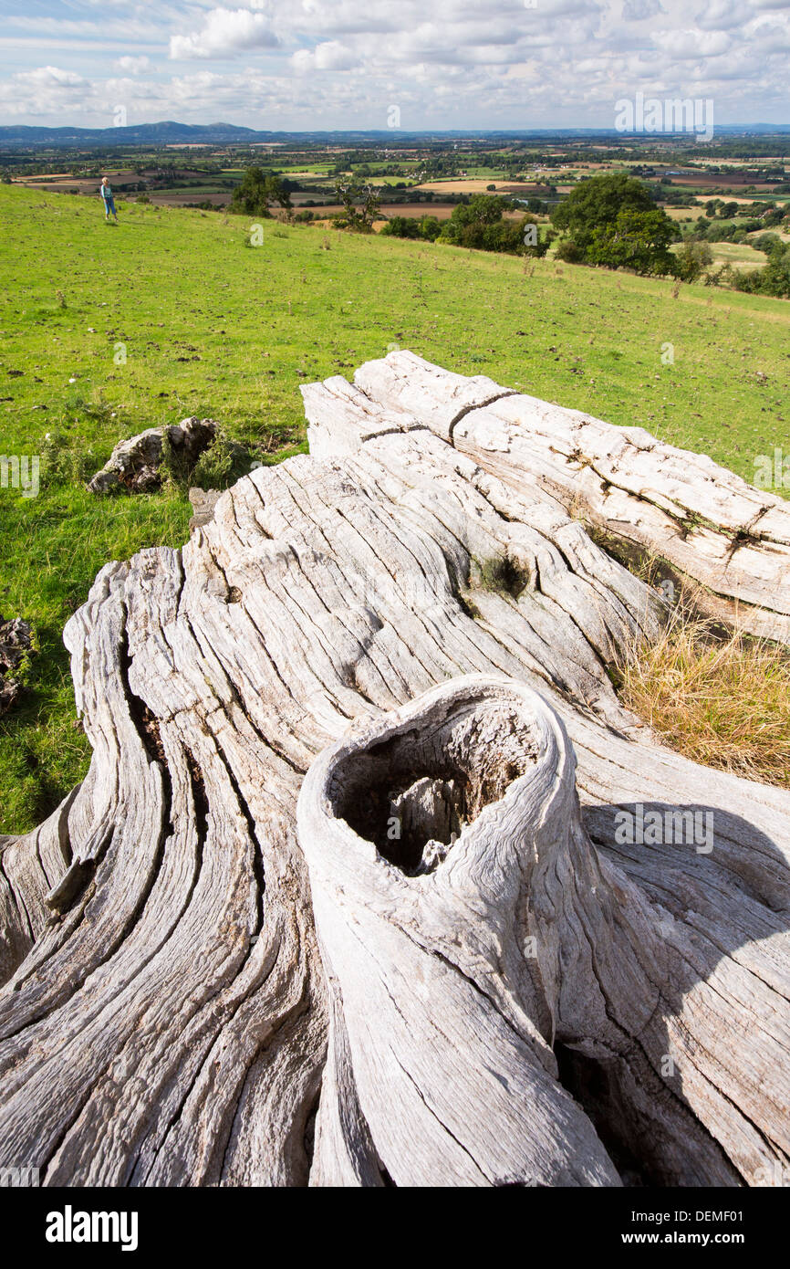An ancient dead tree beneath Bredon hill in the Vale of Evesham, Worcestershire, UK. Stock Photo