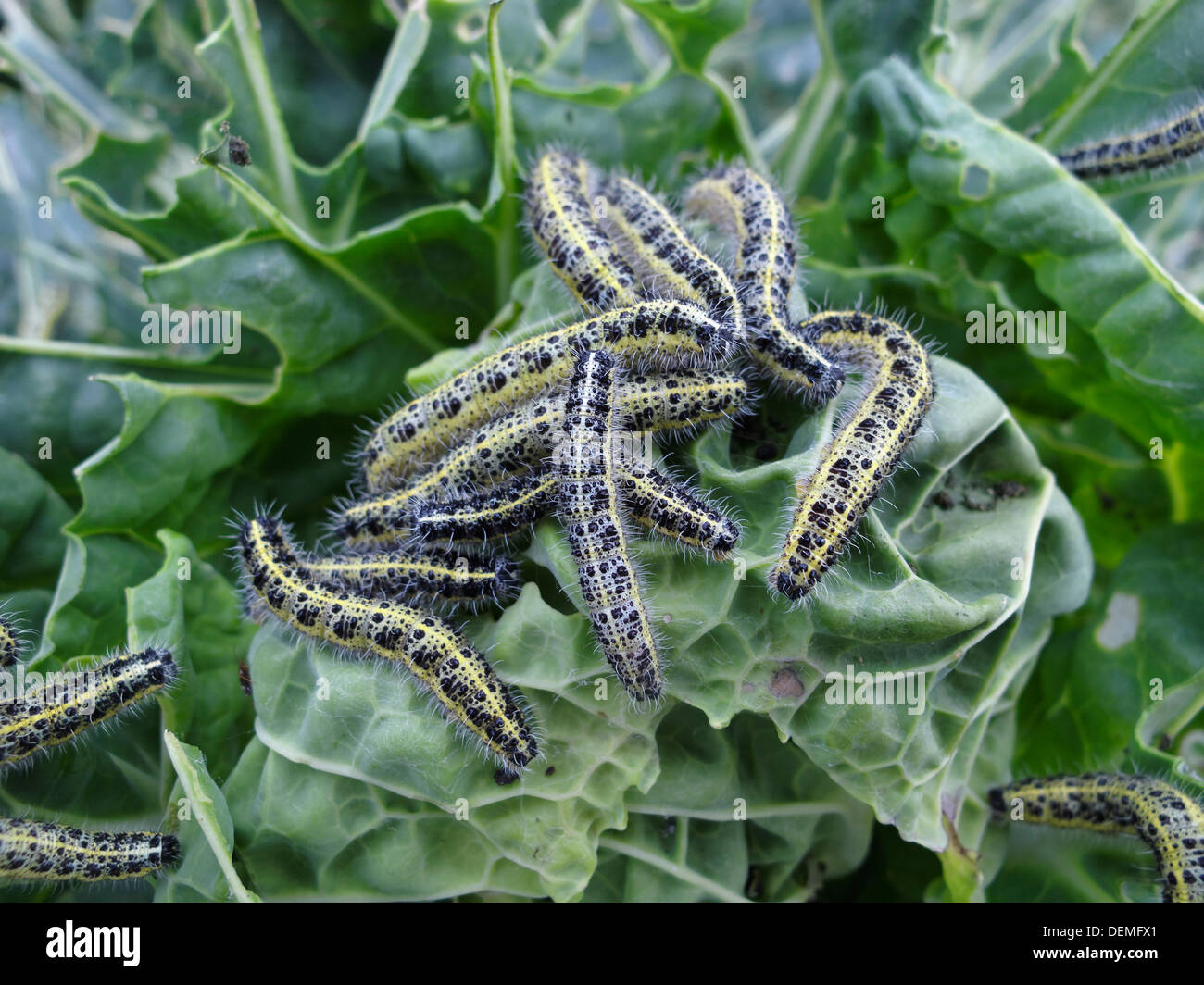 An infestation of caterpillars (from the Large White Cabbage butterfly - Pieris brassicae) devouring a gardener's unprotected Brussels Sprouts plant in Lincolnshire, UK. Stock Photo
