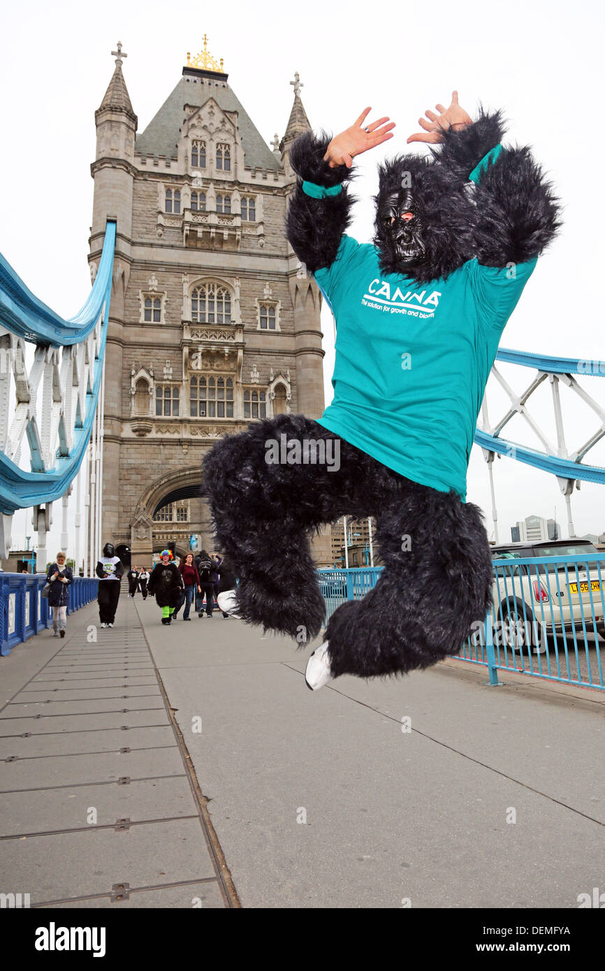 Gorilla Fancy Dress High Resolution Stock Photography and Images Alamy