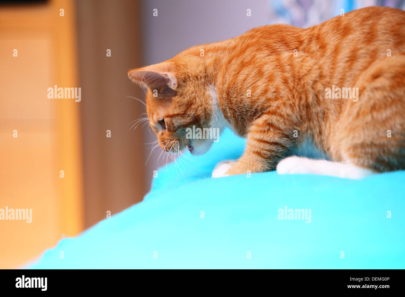 red cat pet beds