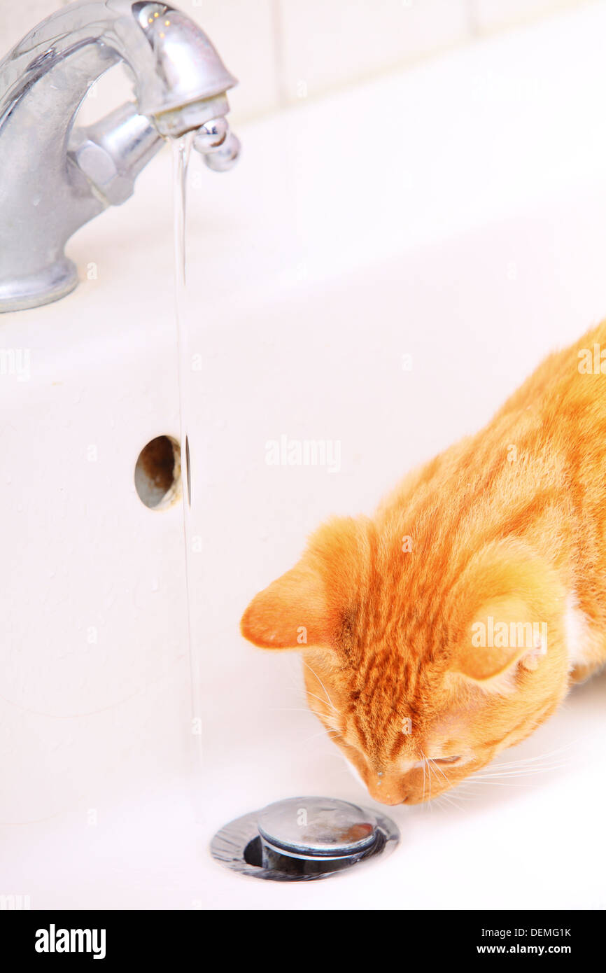 Animals at home red cute little cat pet kitten in bathroom sink