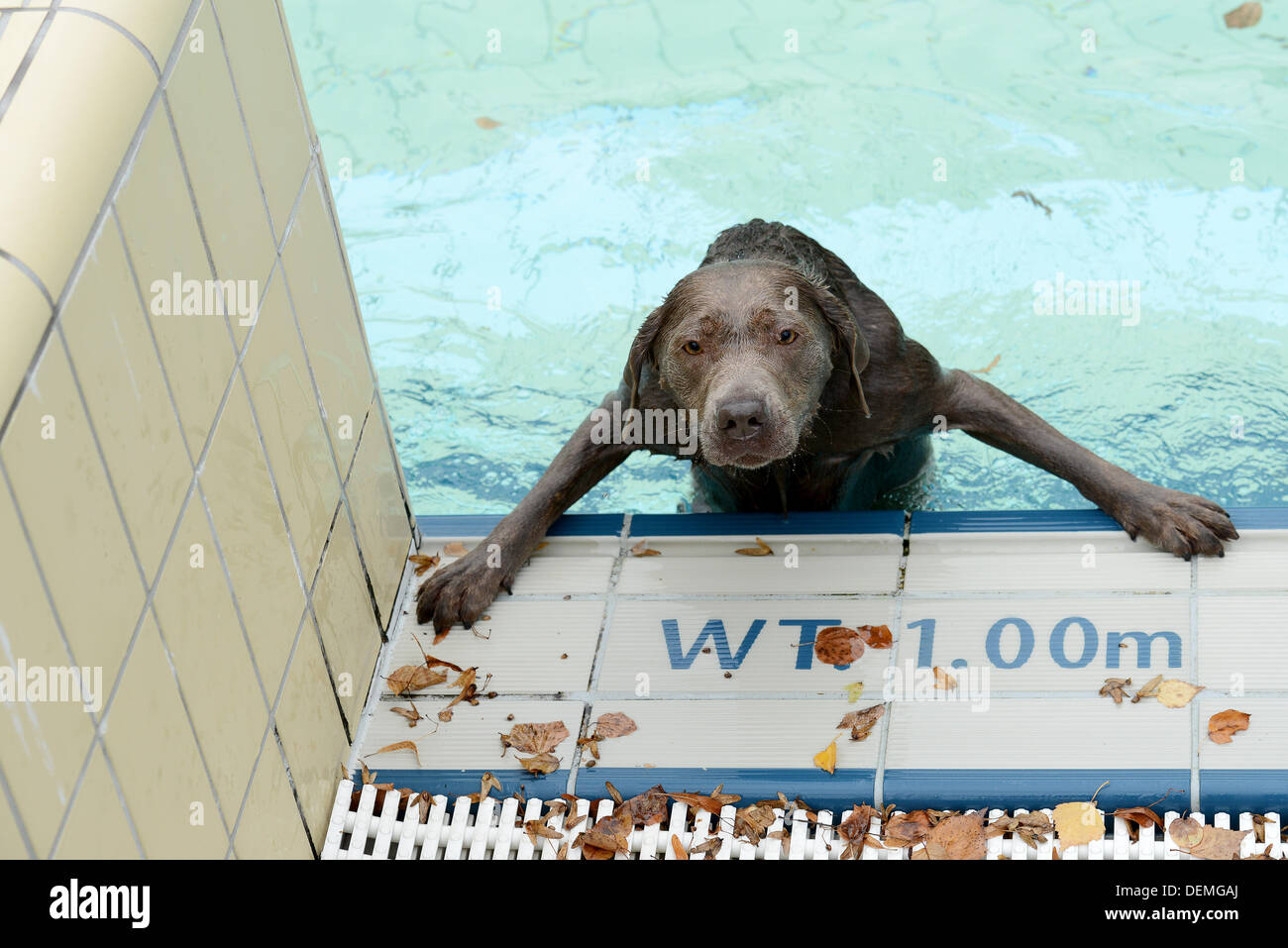 Bamberg, Germany. 21st Sep, 2013. A dog tries to get out of a pool during the Dog Bathing Day at Stadionbad pool in Bamberg, Germany, 21 September 2013. Municipal works opened their pools exclusively for dogs at the end of the outdoor swimming pool season. Photo: DAVID EBENER/dpa/Alamy Live News Stock Photo