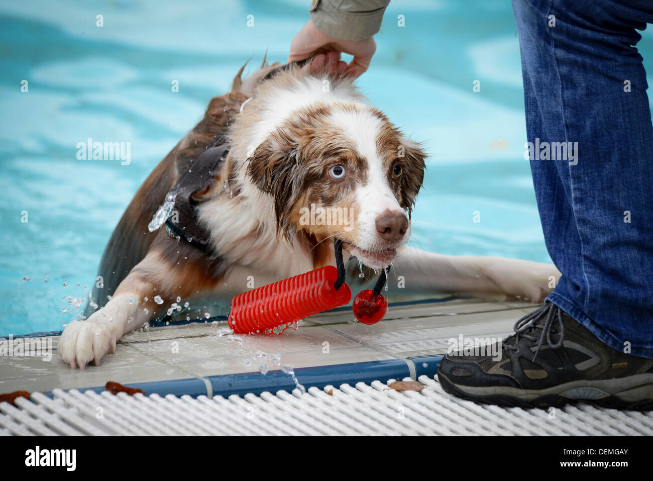 Bamberg, Germany. 21st Sep, 2013. An owner helps his dog out of a pool during the Dog Bathing Day at Stadionbad pool in Bamberg, Germany, 21 September 2013. Municipal works opened their pools exclusively for dogs at the end of the outdoor swimming pool season. Photo: DAVID EBENER/dpa/Alamy Live News Stock Photo