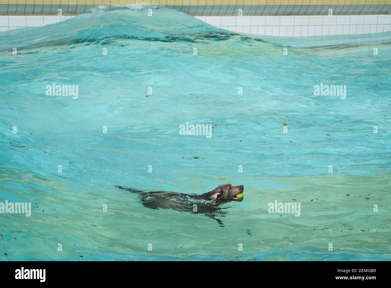 Bamberg, Germany. 21st Sep, 2013. A dog swims in a pool during the Dog Bathing Day at Stadionbad pool in Bamberg, Germany, 21 September 2013. Municipal works opened their pools exclusively for dogs at the end of the outdoor swimming pool season. Photo: DAVID EBENER/dpa/Alamy Live News Stock Photo