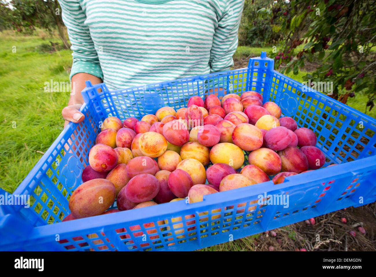 A woman picking Plums growing in an orchard near Pershore, Vale of