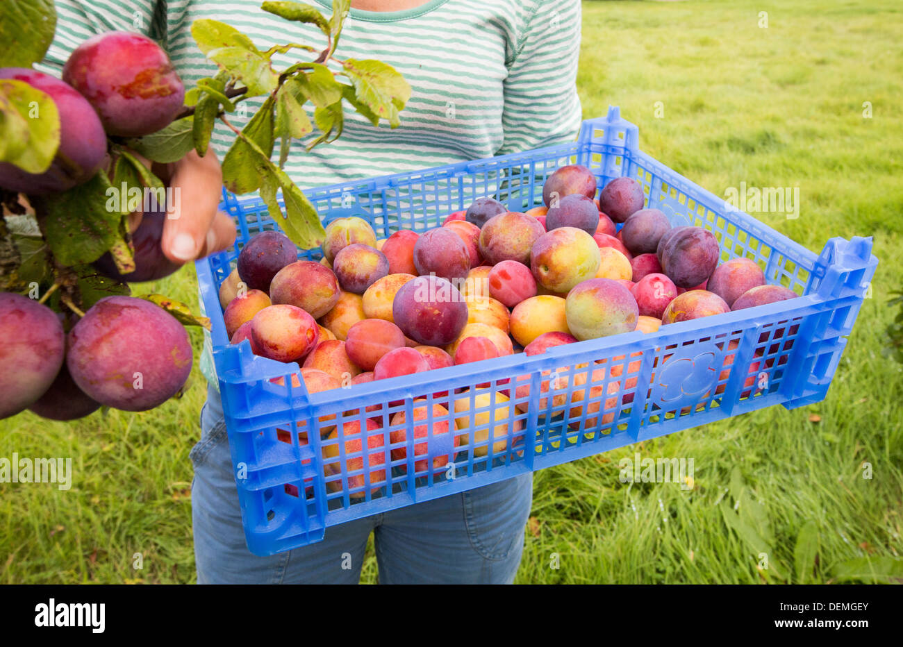 A woman picking Plums growing in an orchard near Pershore, Vale of Evesham, Worcestershire, UK