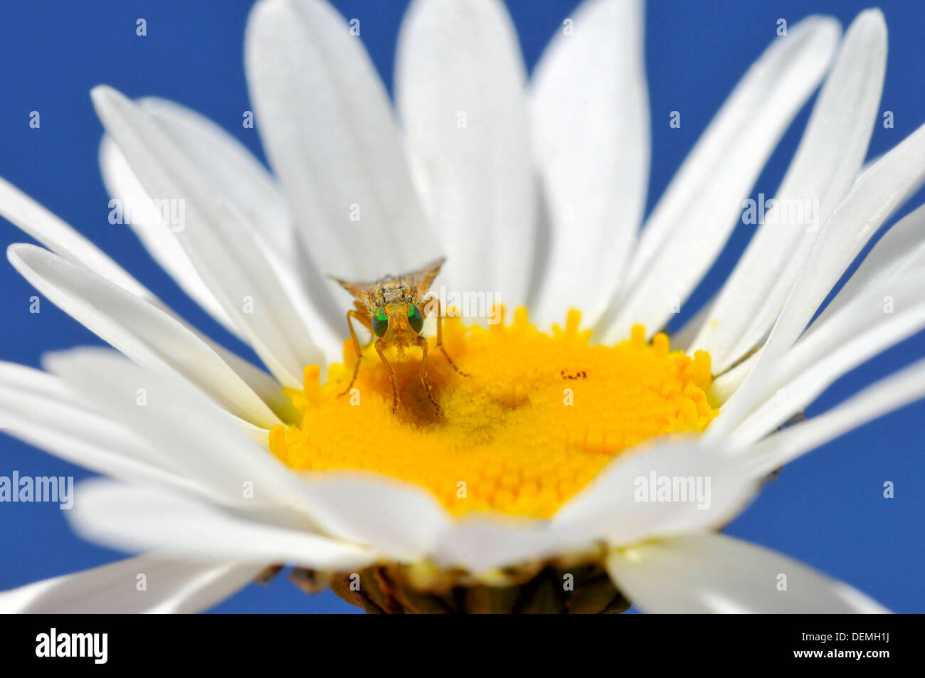 Macro of fly with green eyes (tephritid genus) seen of face on daisy flower on blue sky background Stock Photo