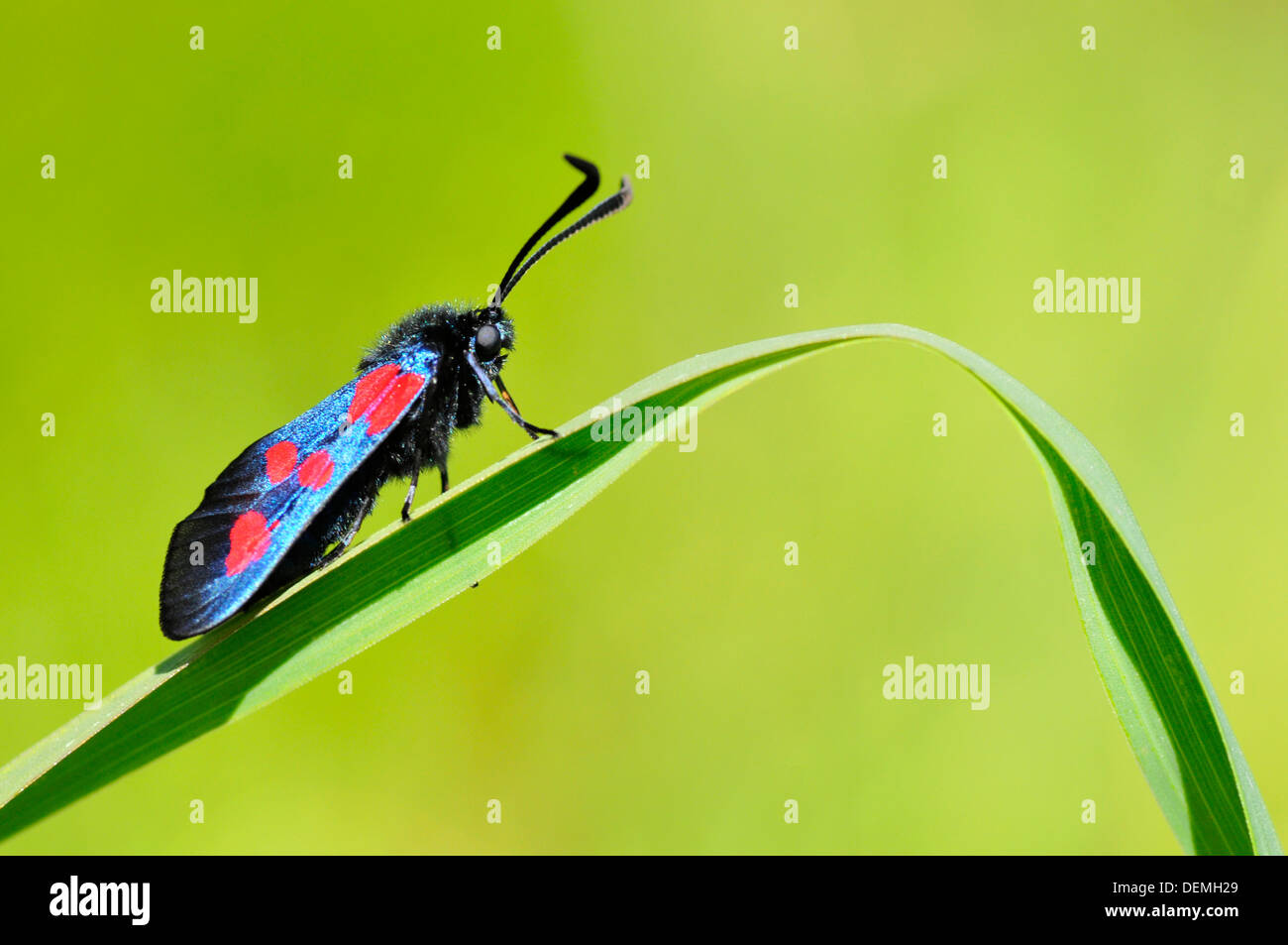 Macro of profile butterfly Five-spot Burnet (Zygaena trifolii) on grass ...