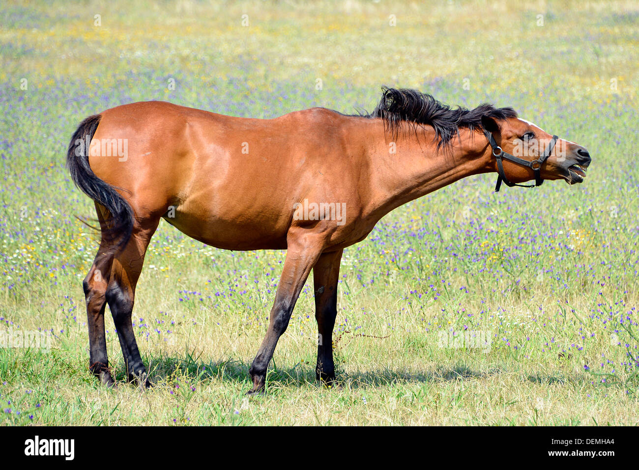 Brown horse neighing Stock Photo
