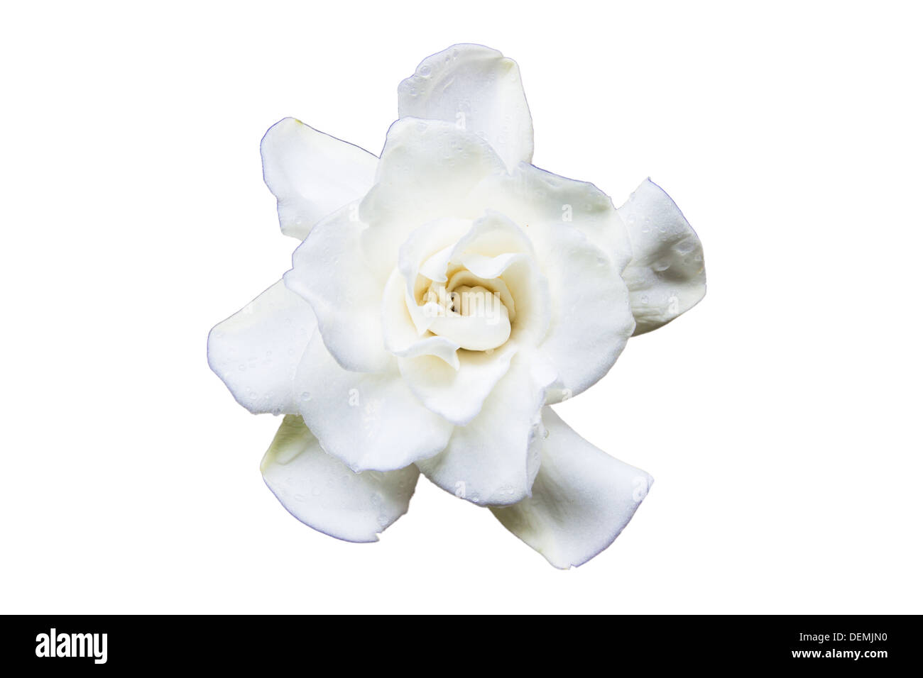 Flowering Gardenia on a white background Stock Photo