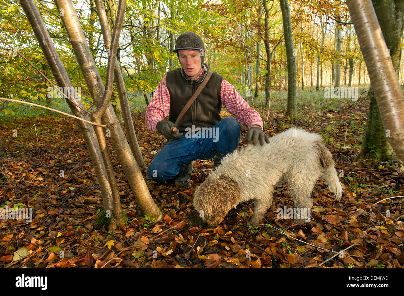 Professional truffle hunter Tom Lywood assisted by his Italian Truffle Hunting dogs searching in