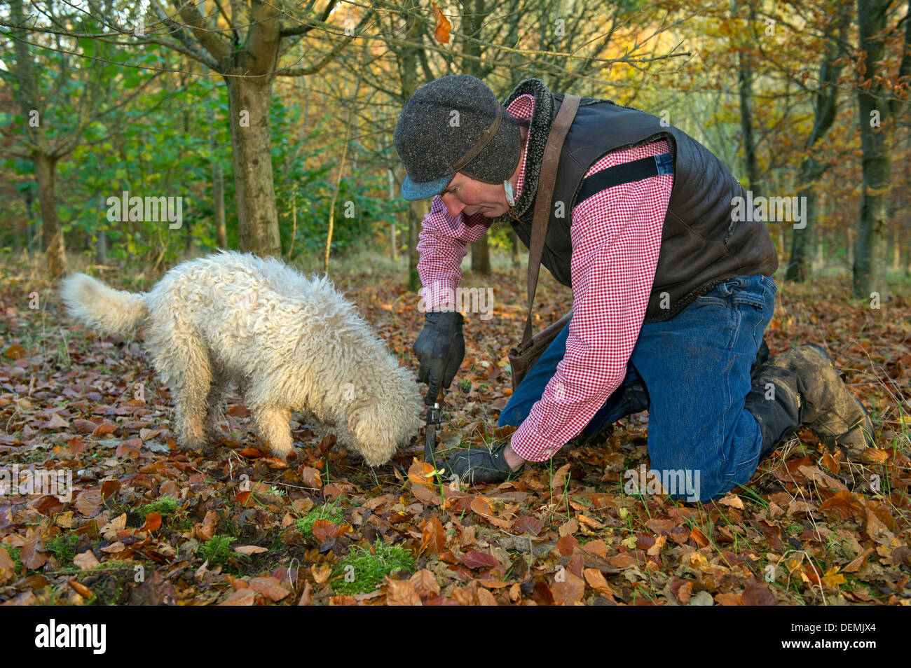 Professional truffle hunter Tom Lywood assisted by his Italian Truffle