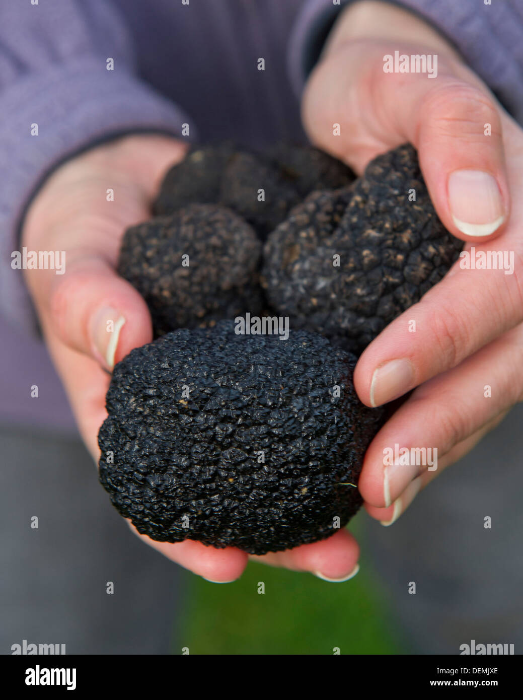 Professional truffle hunter Tom Lywood assisted by his Italian Truffle