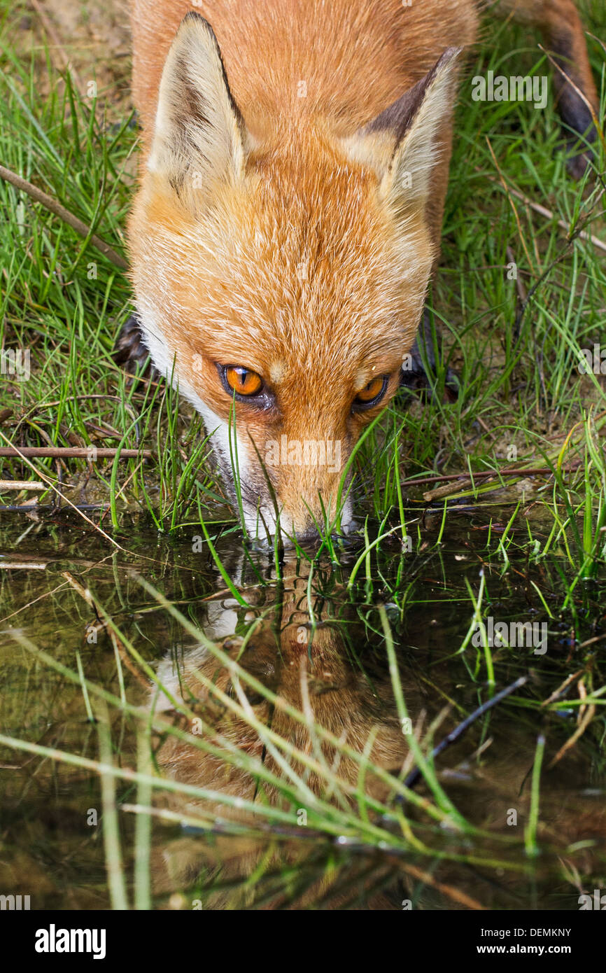 Close-up of a red fox (Vulpes vulpes) drinking from a stream, reflected in the water Stock Photo