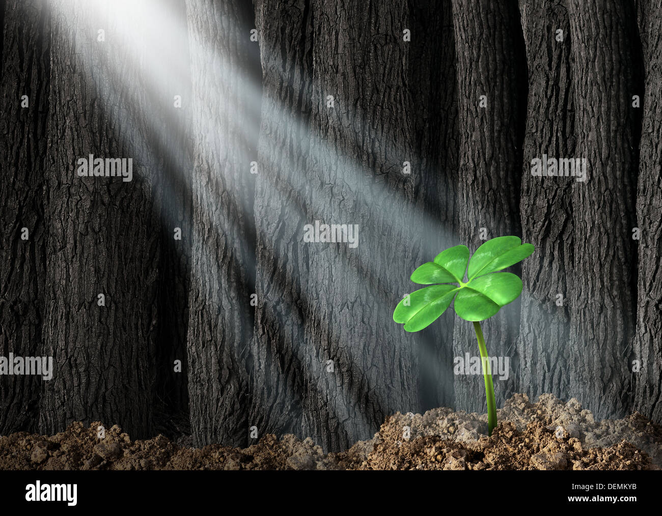 Discover opportunity and prosperity finding success as a business concept with a green four leaf clover growing in a dark forest Stock Photo