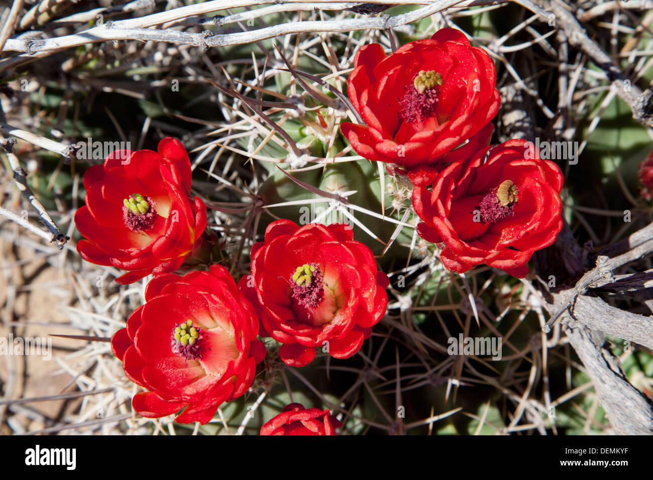 Chaco cactus hi-res stock photography and images - Alamy