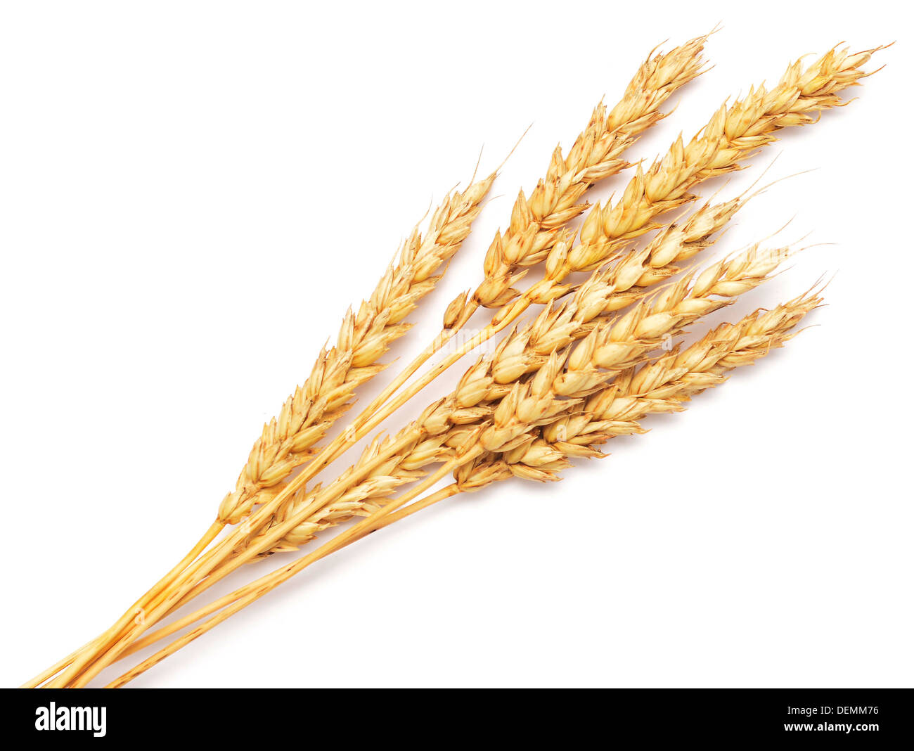 wheat ears isolated on white background Stock Photo - Alamy