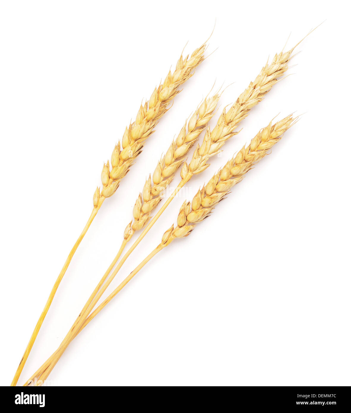 wheat ears isolated on white background Stock Photo