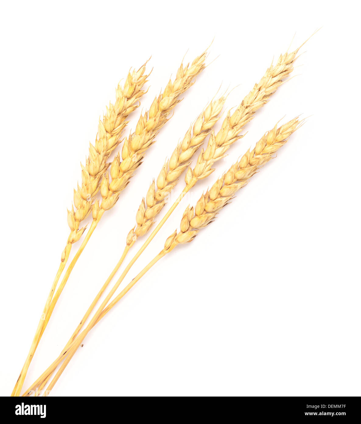 wheat ears isolated on white background Stock Photo