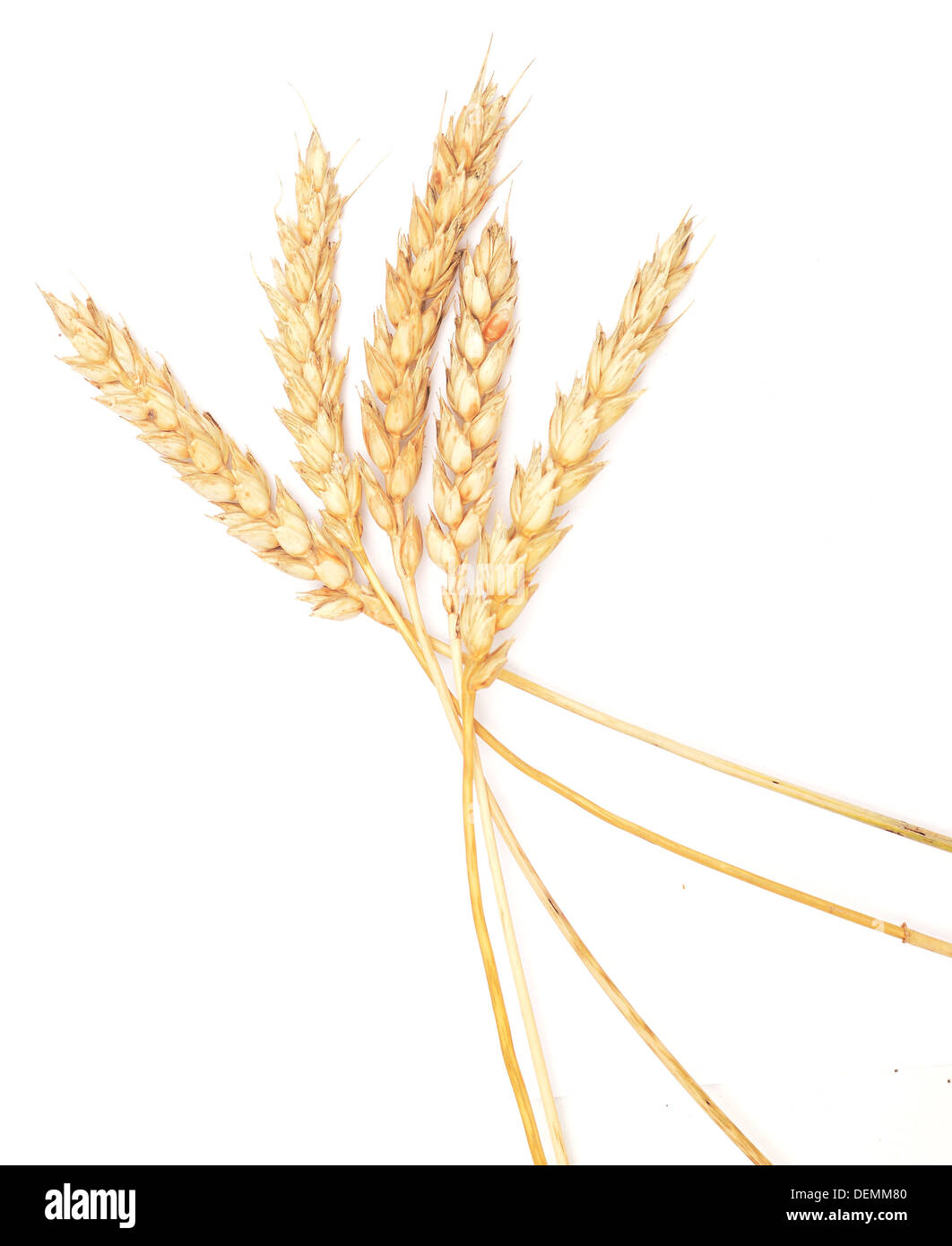 wheat ears isolated on white background Stock Photo