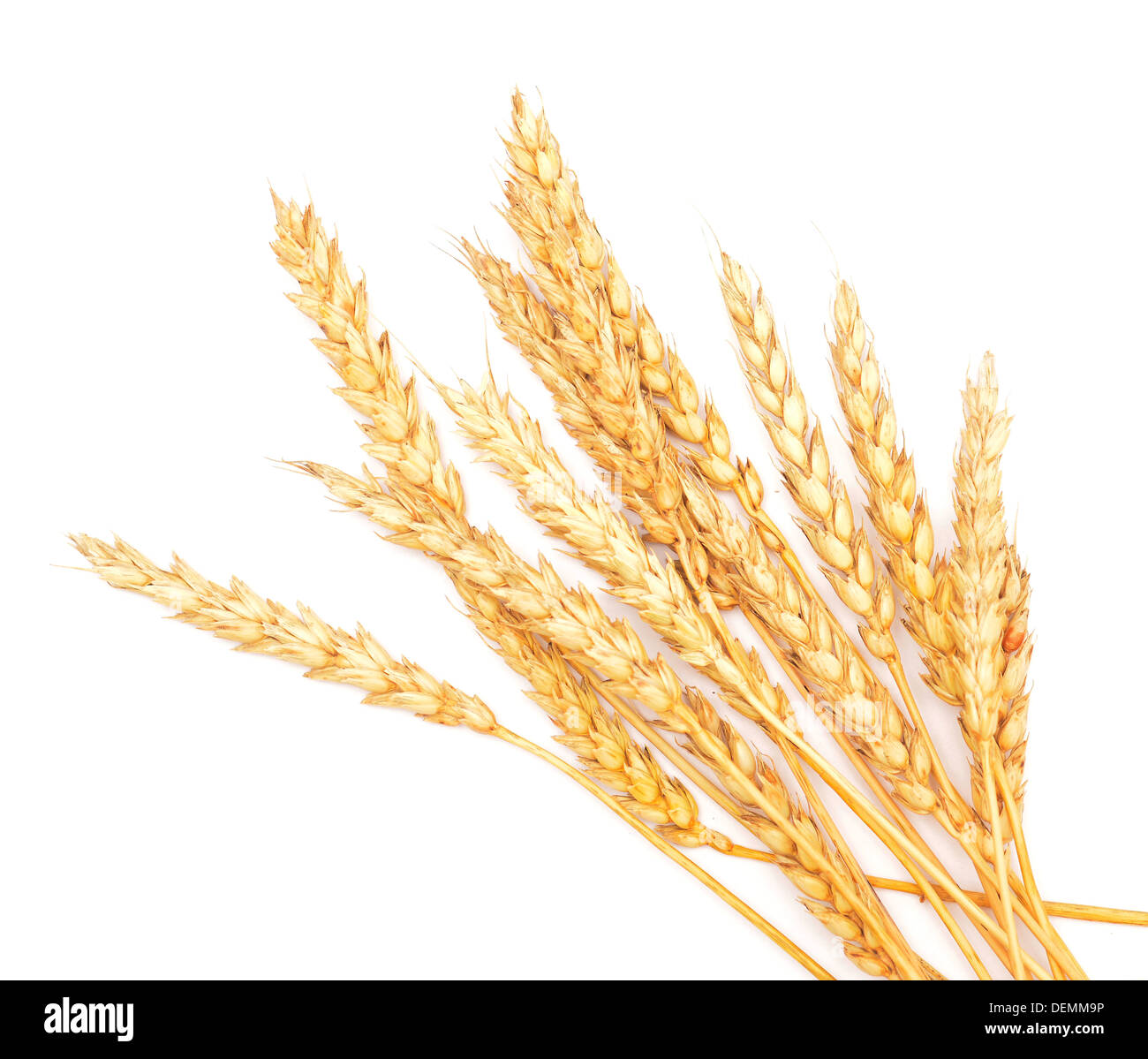 wheat ears isolated on white background Stock Photo