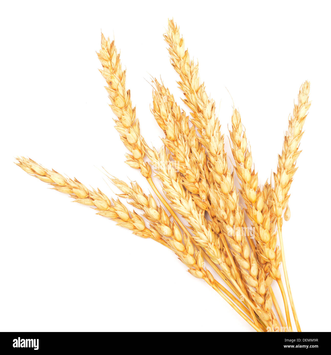 wheat ears isolated on white background Stock Photo