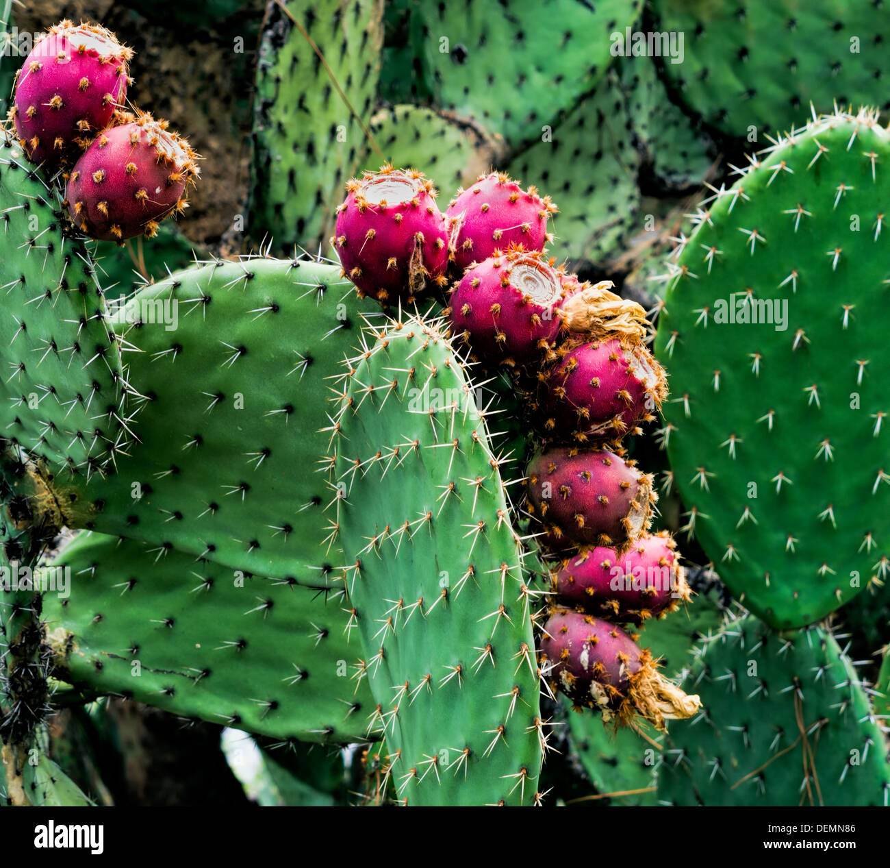 Indian figs aka Opuntia figs, Prickly pears Stock Photo Alamy