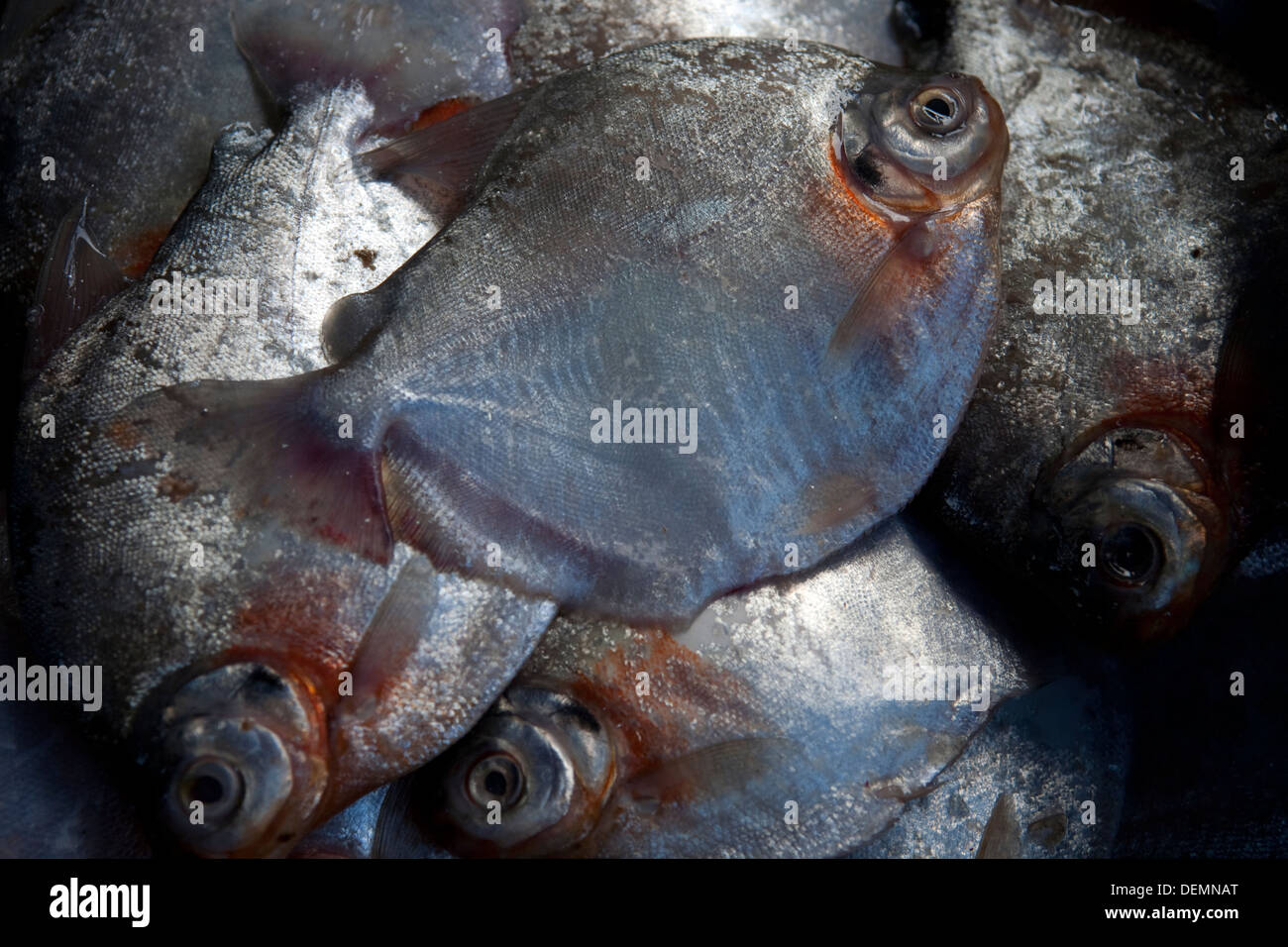 Lots of freshly caught fish in the Amazon River await stored for sale to the fish markets. Stock Photo