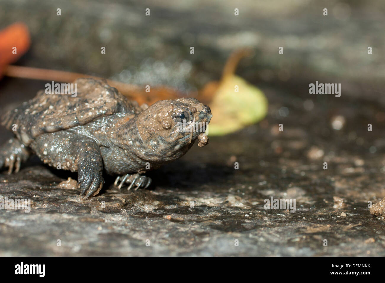 Baby snapping turtle - Chelydra serpentina Stock Photo - Alamy