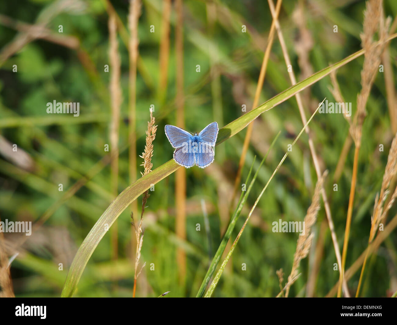 Parc du Marquenterre, Blue butterfly Stock Photo