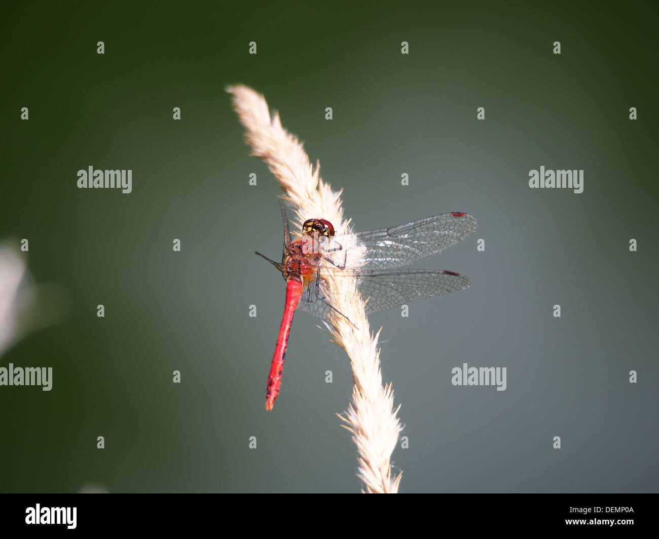 Trithemis annulata, commonly known as the red dragonfly, is a species of dragonfly found in Africa and parts of the Middle East. Its distinctive red coloration and habitat near water bodies make it easily identifiable. Stock Photo