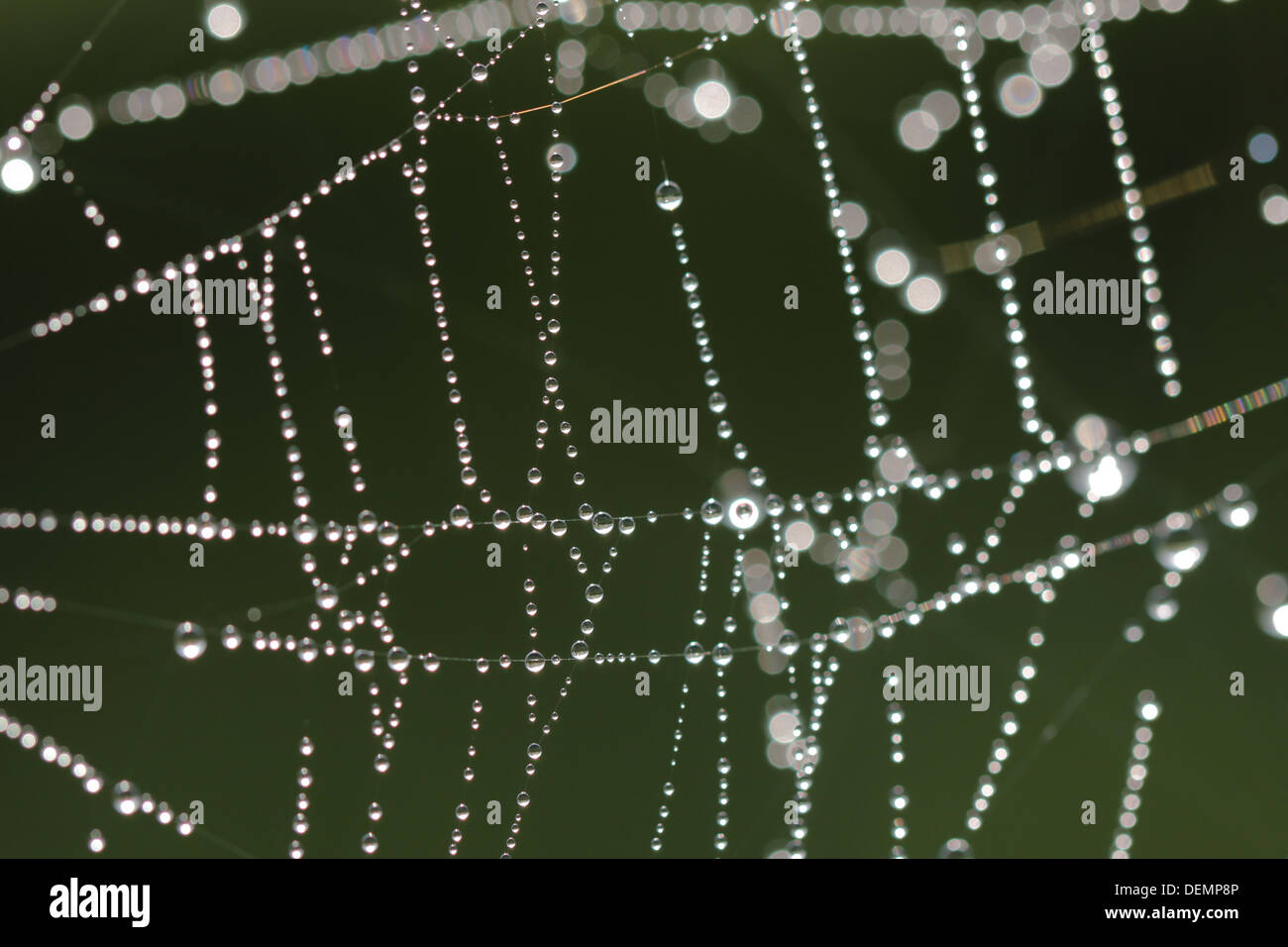 Dew drops on a spider web, Ceredigion, Wales, UK Stock Photo