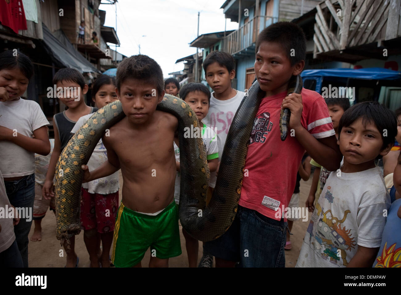 A group of children playing with a dead anaconda they captured on the bank of the Amazon River. Iquitos. Stock Photo