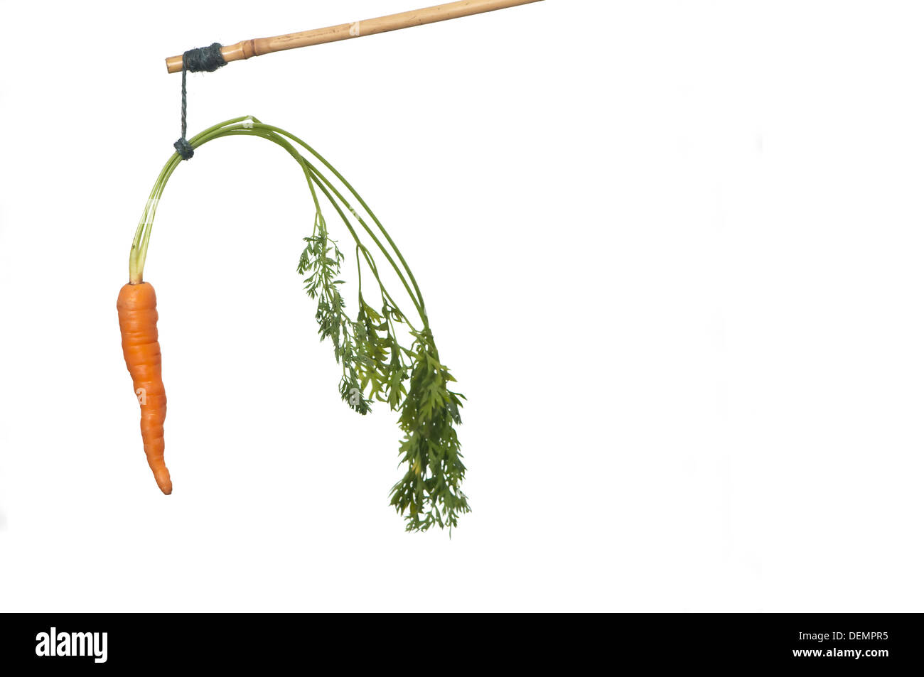 dangle a carrot on a stick as an incentive Stock Photo Alamy