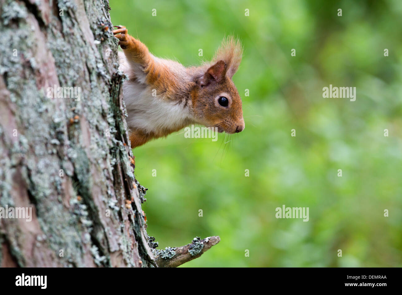 Red Squirrel; Sciurus vulgaris; UK Stock Photo