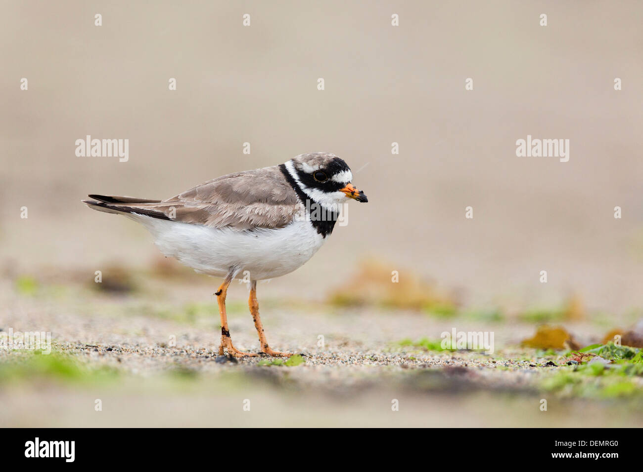 Ringed Plover; Charadrius hiaticula; Sheltand; UK Stock Photo