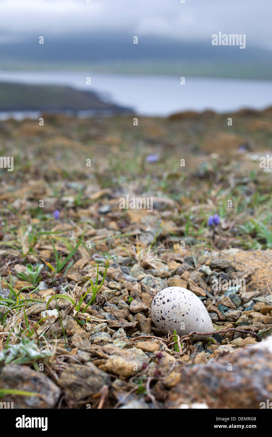 Ringed Plover Egg; Charadrius hiaticula; Sheltand; UK Stock Photo Alamy