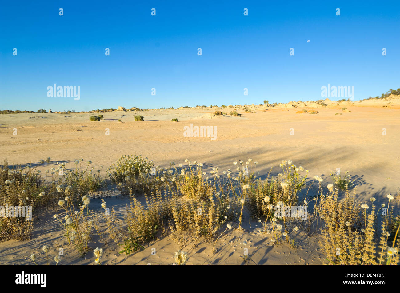Desert Bloom, Mungo National Park, New South Wales, Australia Stock Photo