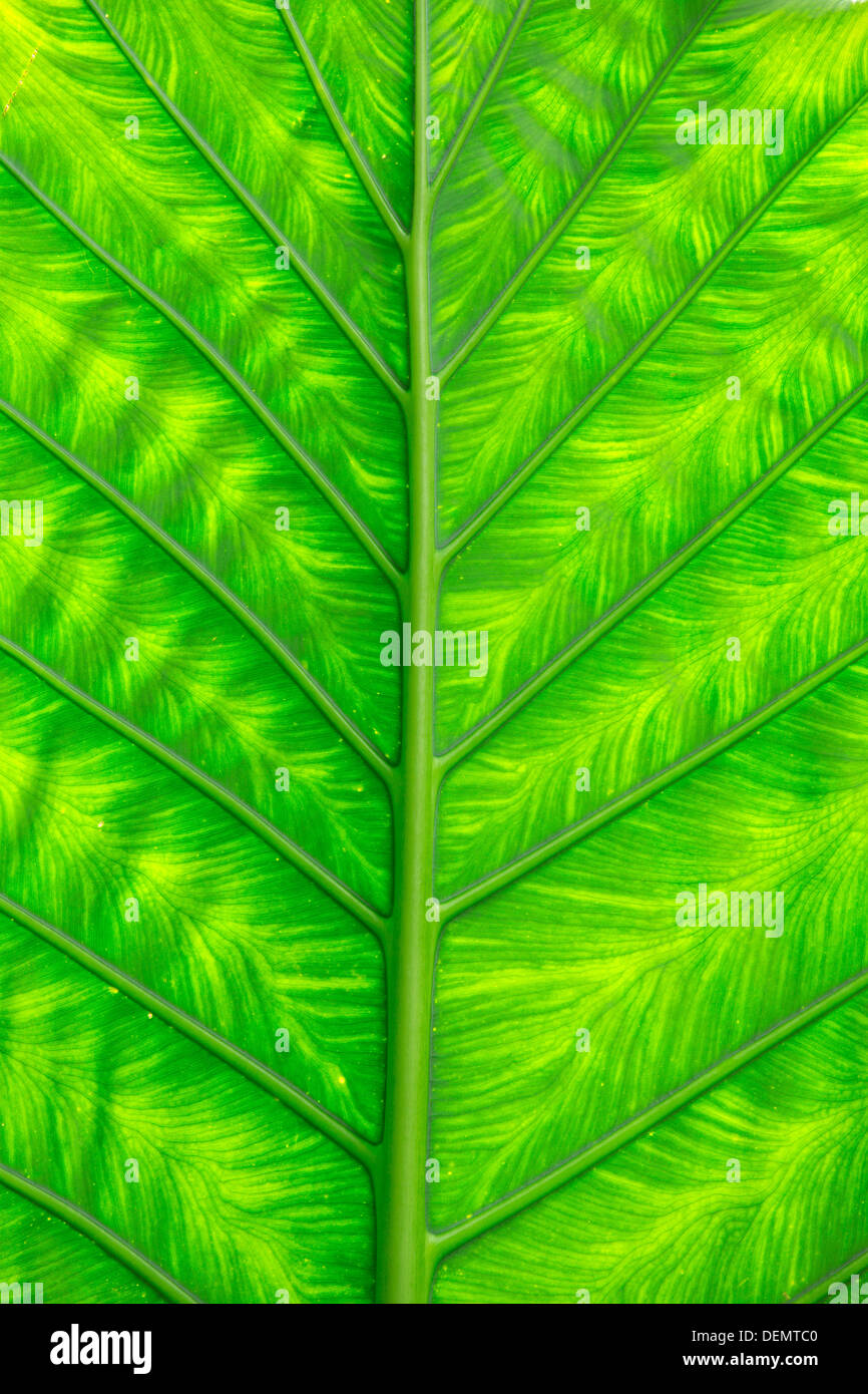 green leaf texture of a plant close up Stock Photo - Alamy