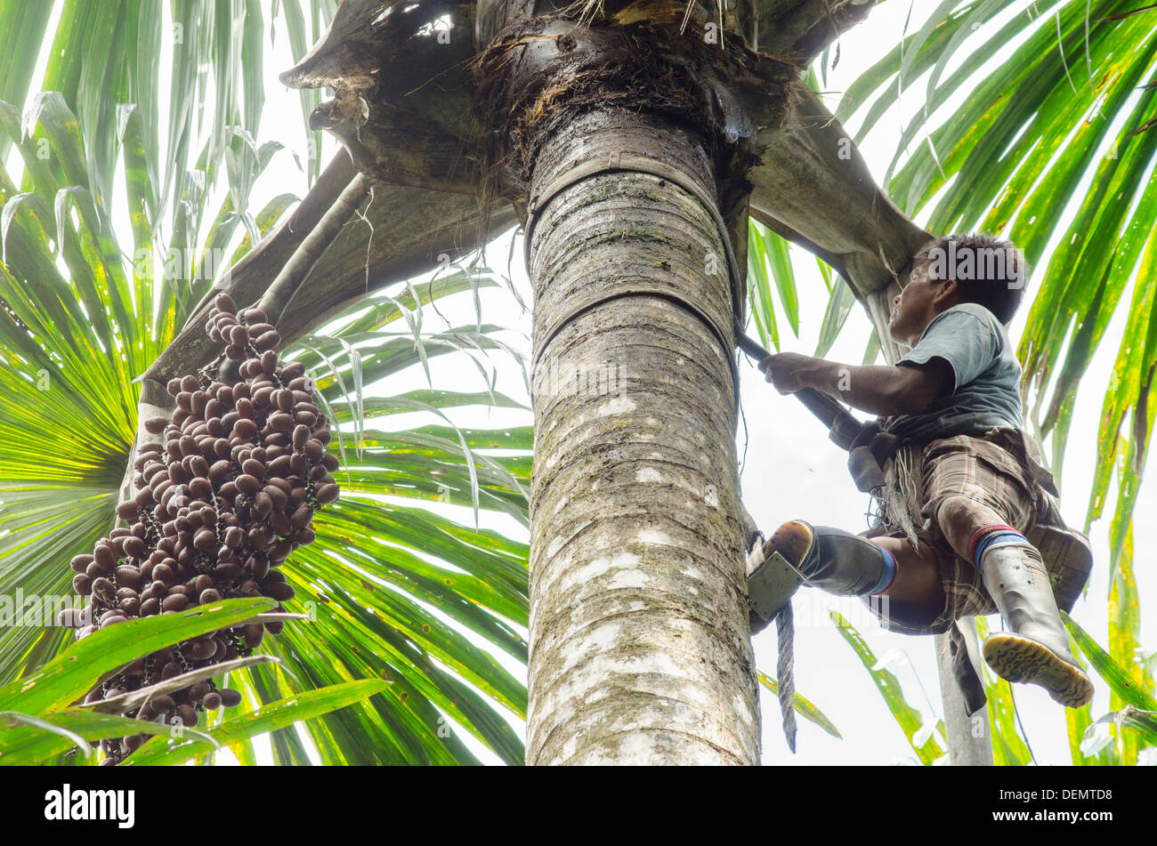 Sustainable palm harvesting by climbing Aguaje or Buiti Mauritia flexuosa, Rio Napo, Amazonia, Peru Stock Photo