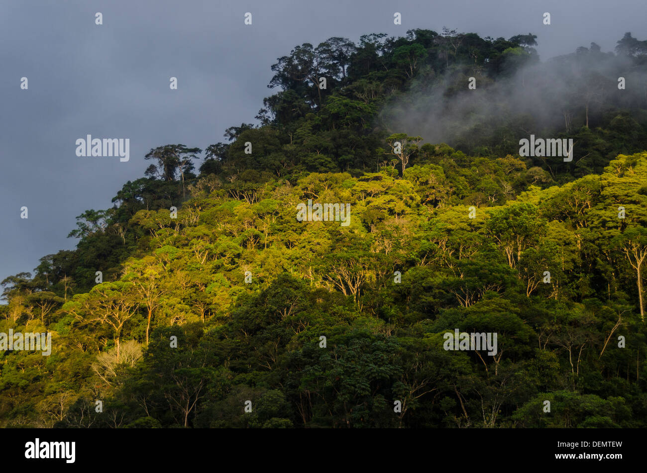 Cloud Forest Rainforest, Manu National Park, Peru Stock Photo