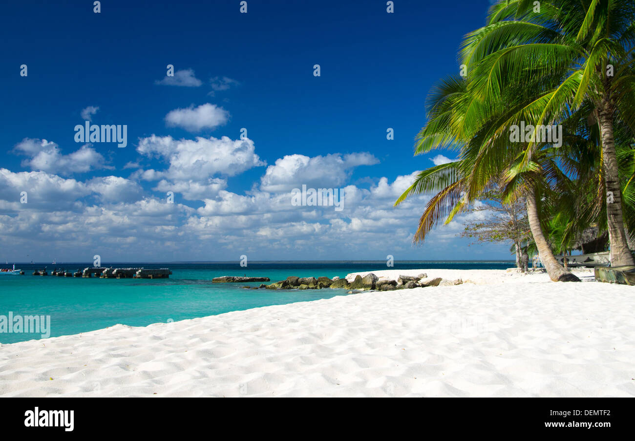 palm trees on tropical beach Stock Photo Alamy