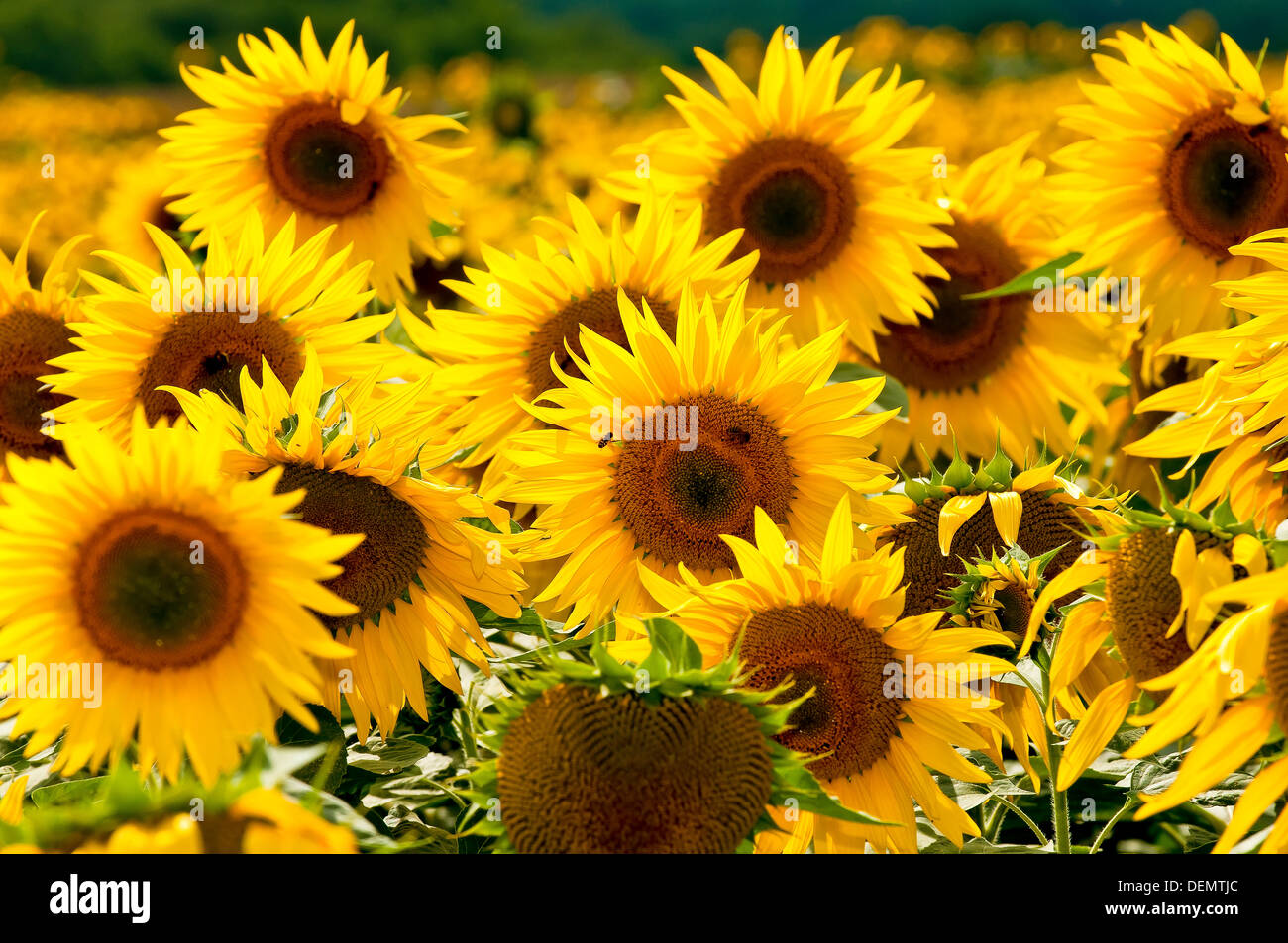 Field sunflowers uk hires stock photography and images Alamy