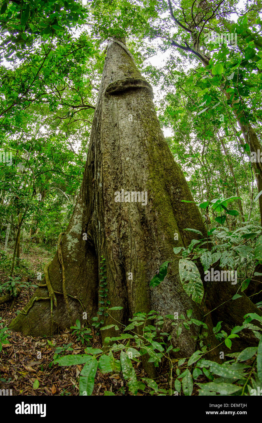 Cedro rainforest timber tree Cedrela odorata (sometimes split into Cedrela fissilis) Manu National Park, Peru Stock Photo