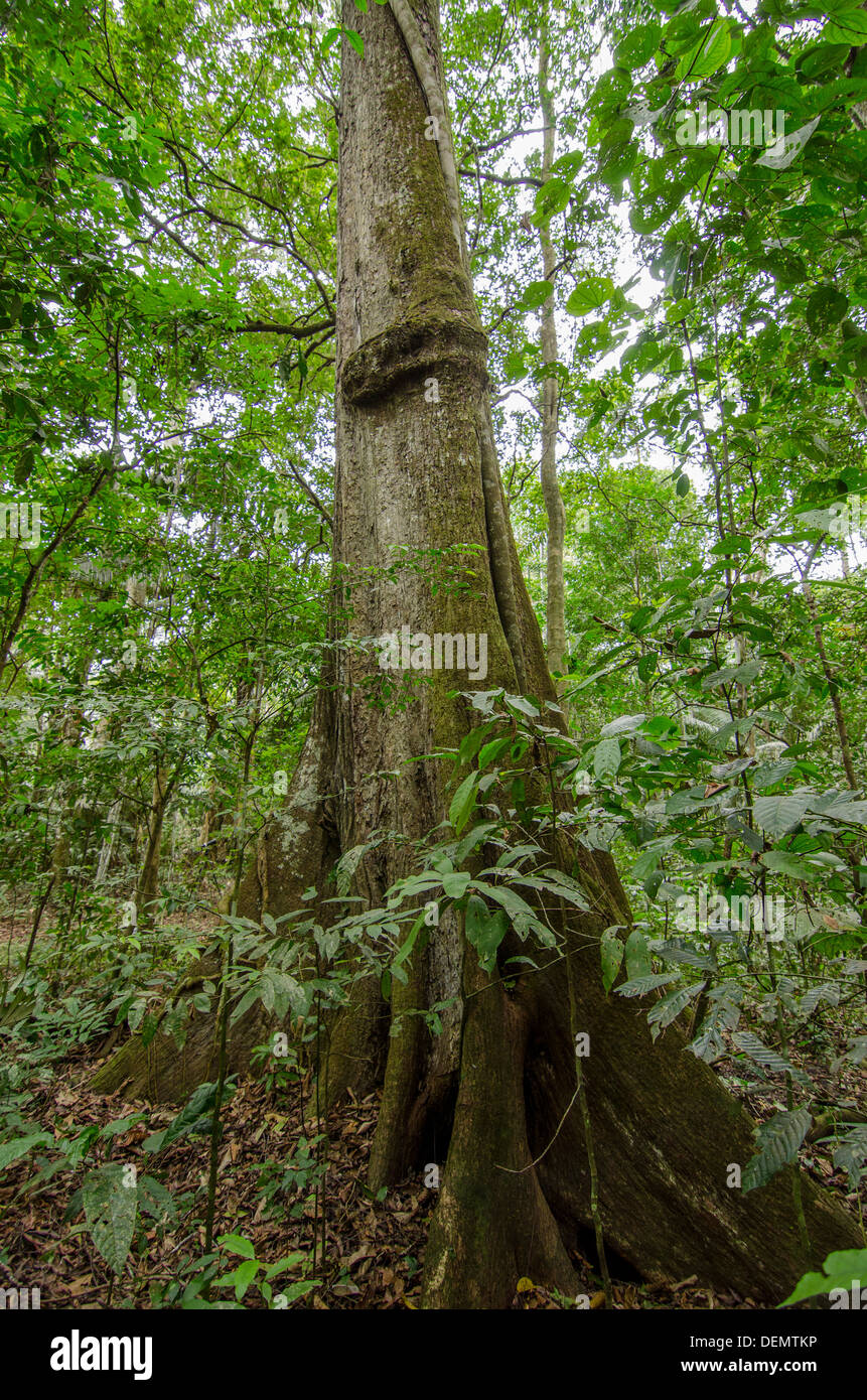 Cedro rainforest timber tree Cedrela odorata (sometimes split into Cedrela fissilis) Manu National Park, Peru Stock Photo