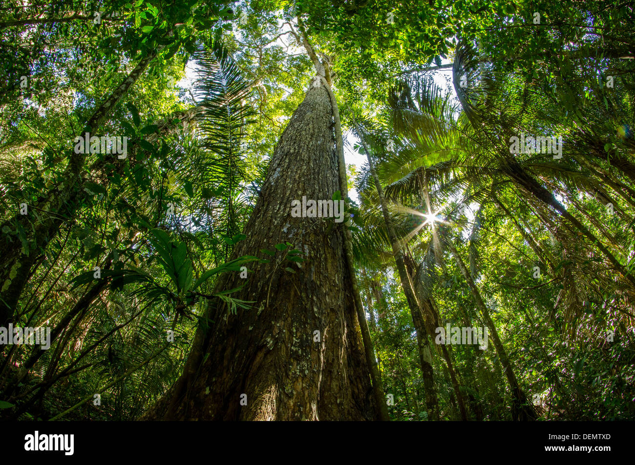 Rainforest Timber Tree High Resolution Stock Photography and Images - Alamy