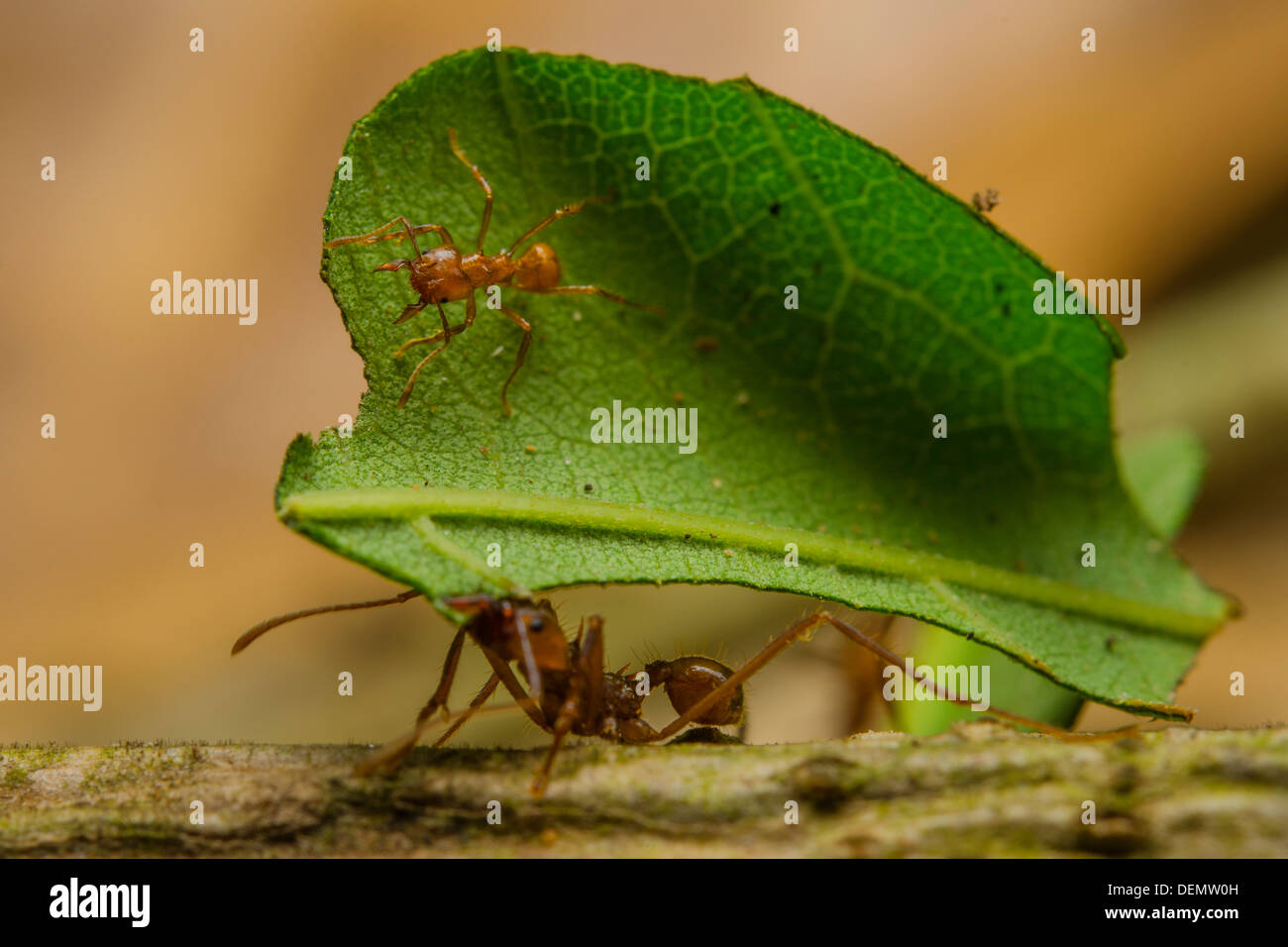 LEAF-CUTTER ANT carrying leaf Stock Photo - Alamy