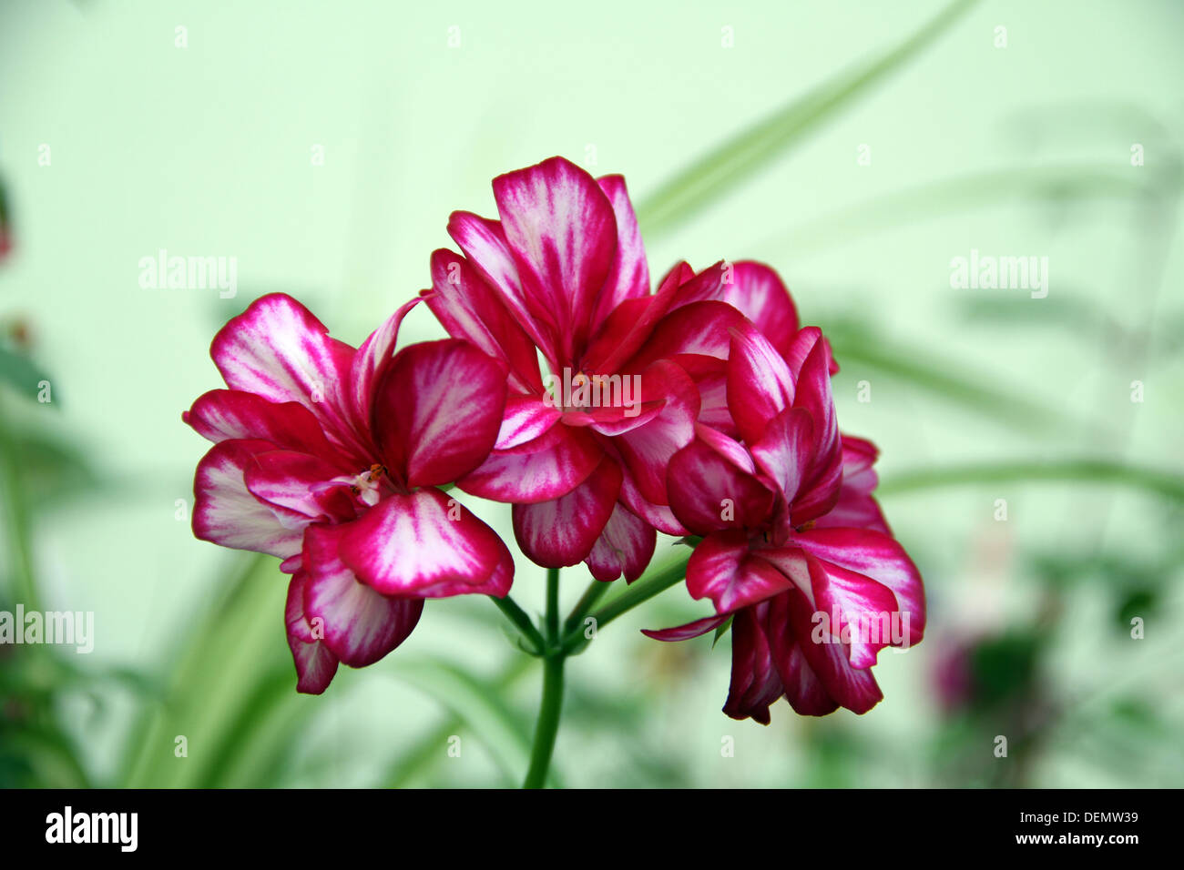 pelargonium, flower, floral, geranium, bloom, Stock Photo