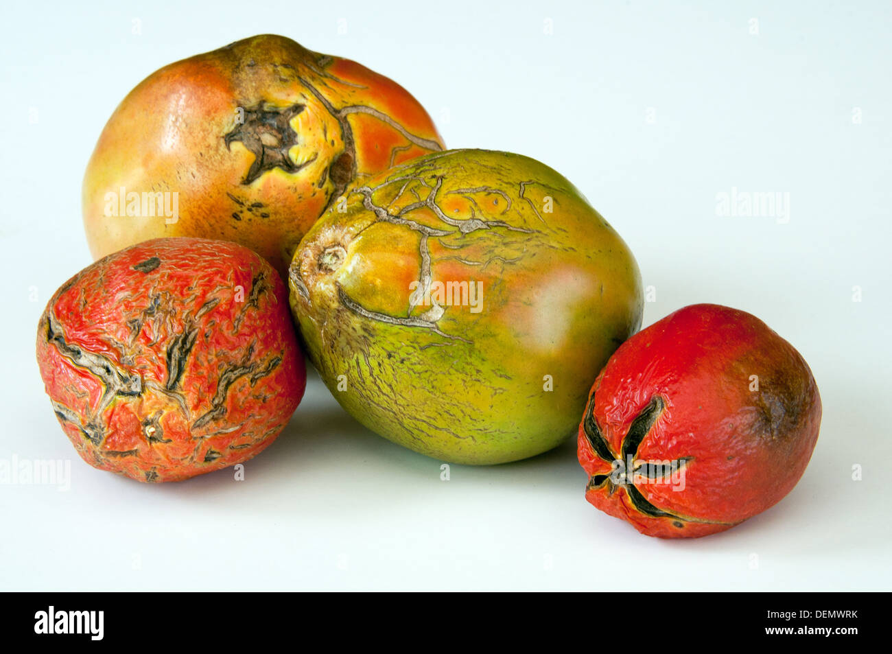 Bad green and red tomatoes with scars on white Stock Photo