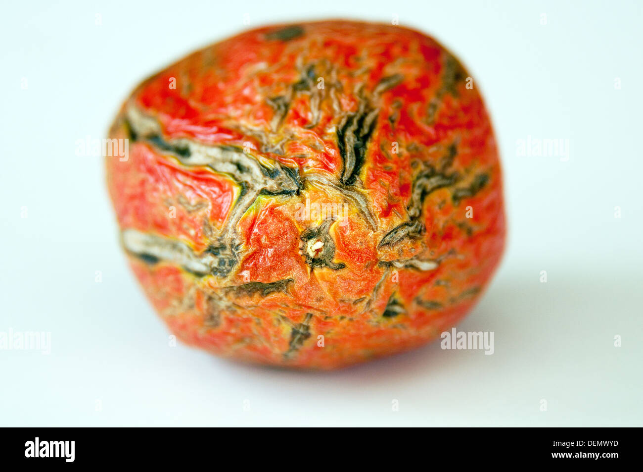 Bad tomato with scars on white Stock Photo